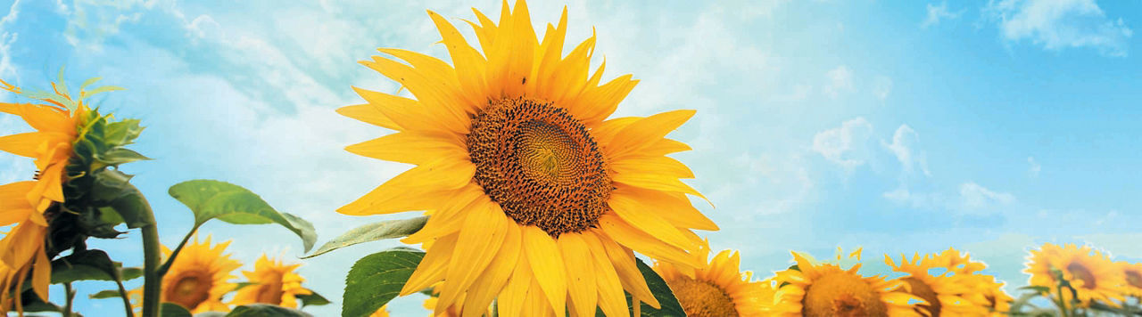 1, 2, 3 Tournesol : les drones au service de la sélection