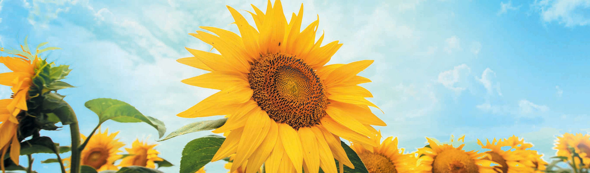 Quels sont les bénéfices concrets du service Sem’Expert Tournesol ?