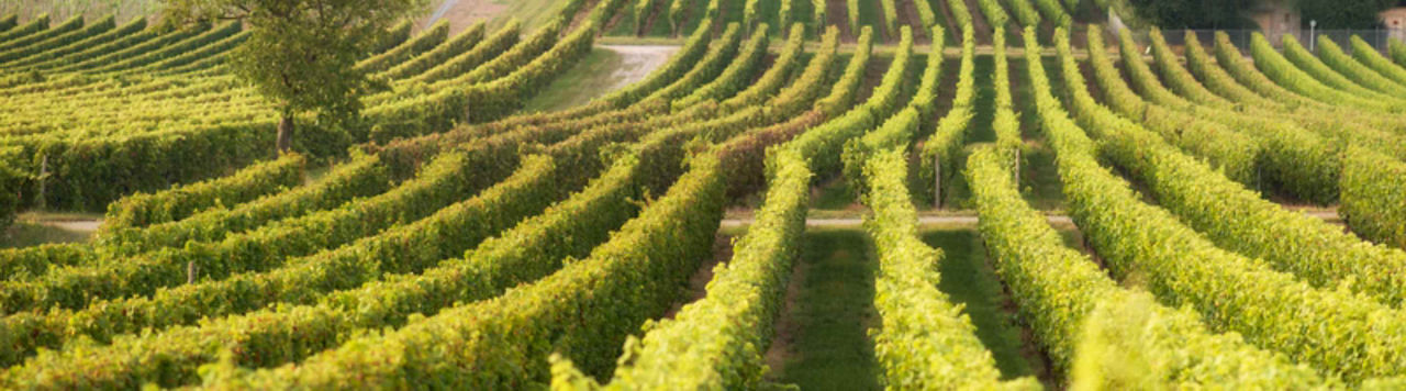 Quels sont les symptômes de l’oïdium ?