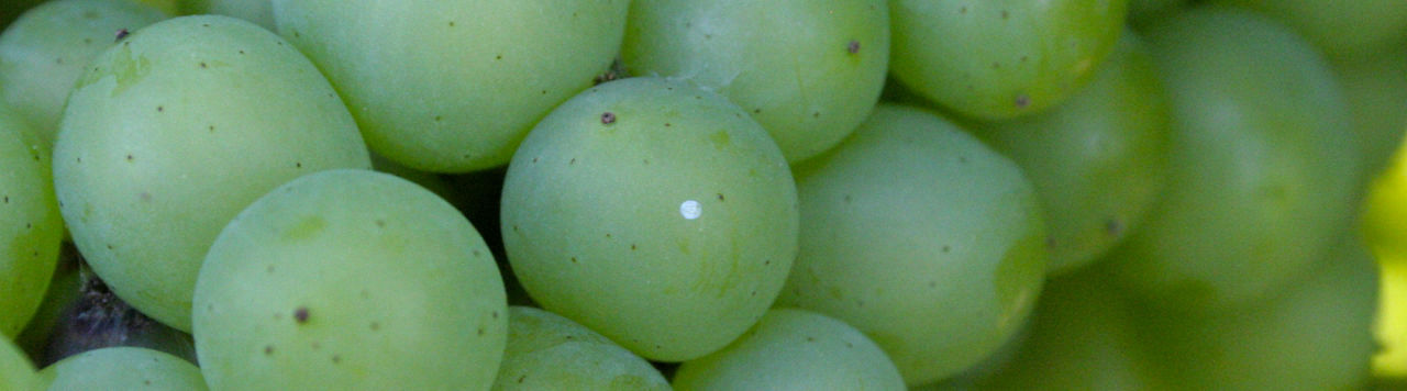 Vers de grappe : vigilance sur Eudémis et Cryptoblabès