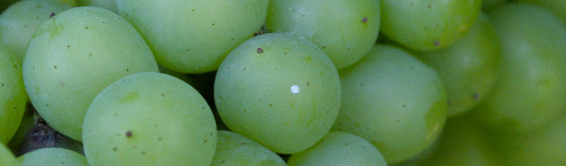Ravageurs de la vigne et changement climatique : s’adapter pour protéger les vendanges