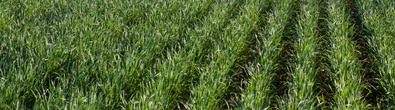 Eledura, une nouvelle ère pour le désherbage d’automne des céréales 