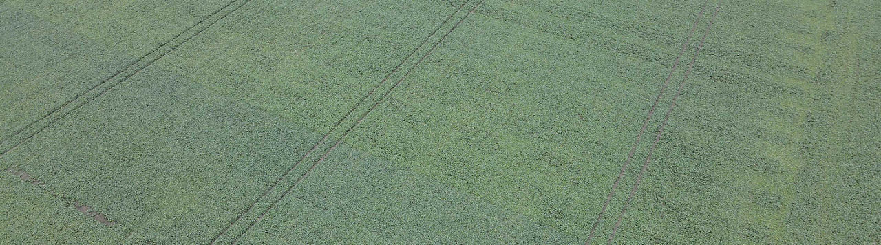 La recherche permet encore de gagner près de 1,4 q/ha/an