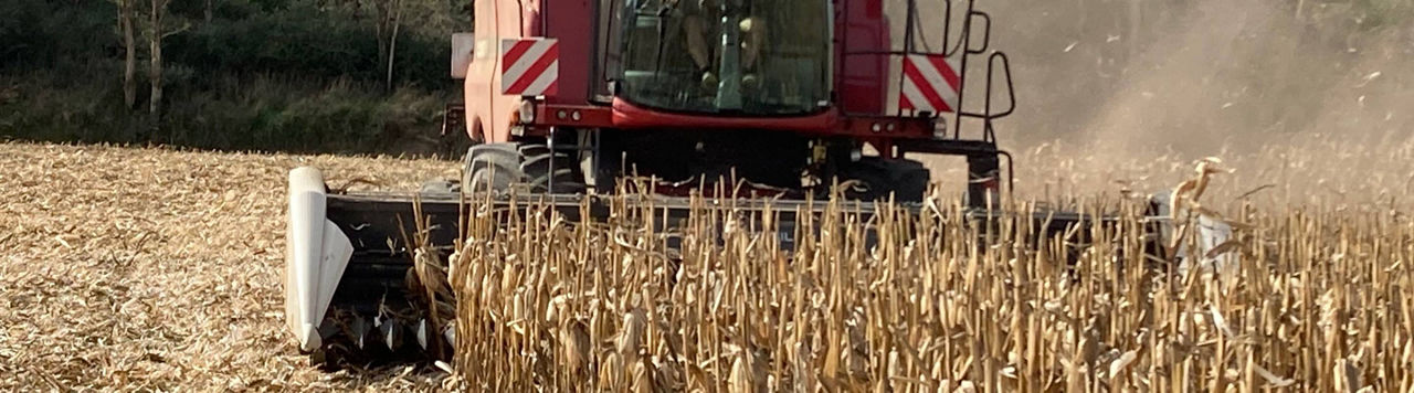 Est-ce que la récolte des maïs SemExprt Dry a démarré ?