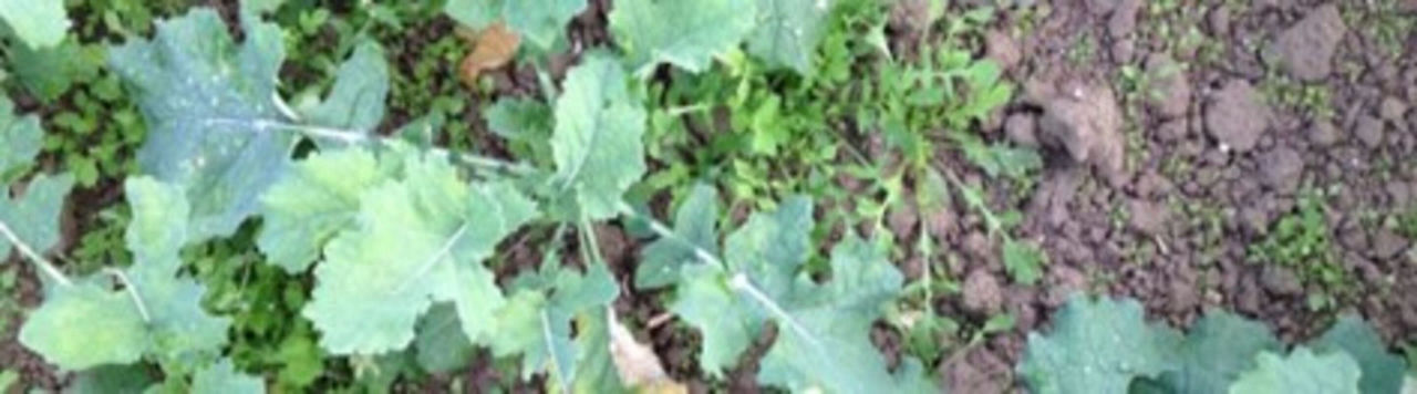 Reconnaissance des adventices : le coquelicot
