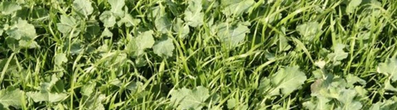 Reconnaissance des adventices : le ray-grass d'Italie