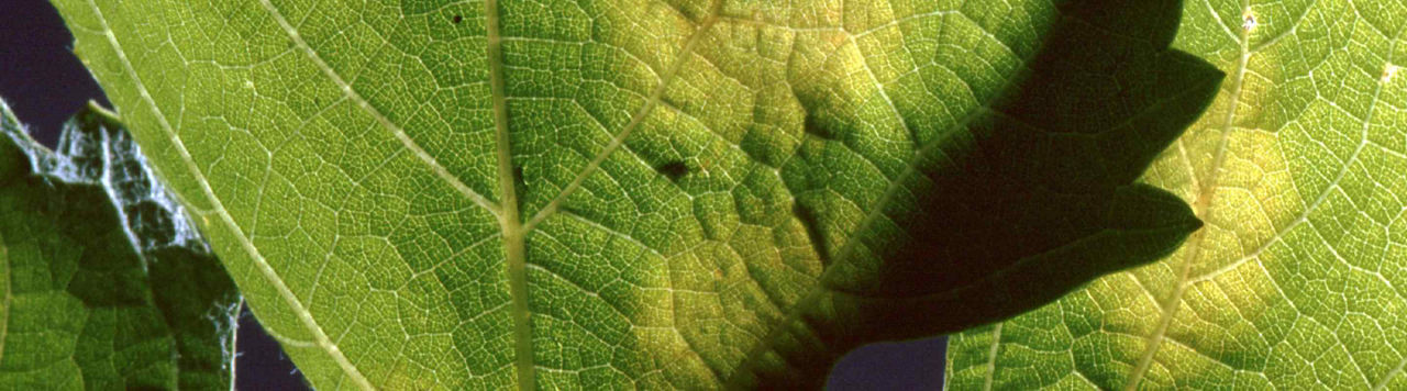 Comment reconnaître les signes de l'oïdium sur la vigne ?
