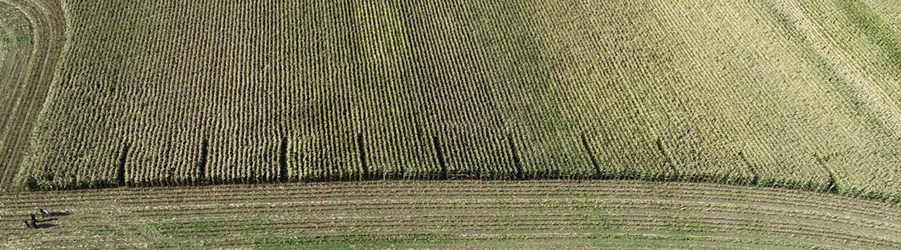 Le recul des céréales d’hiver devrait profiter aux cultures de printemps