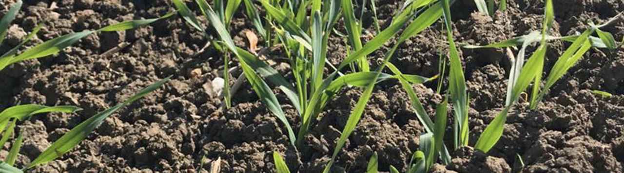 Reliquats azotés : il est temps de les mesurer