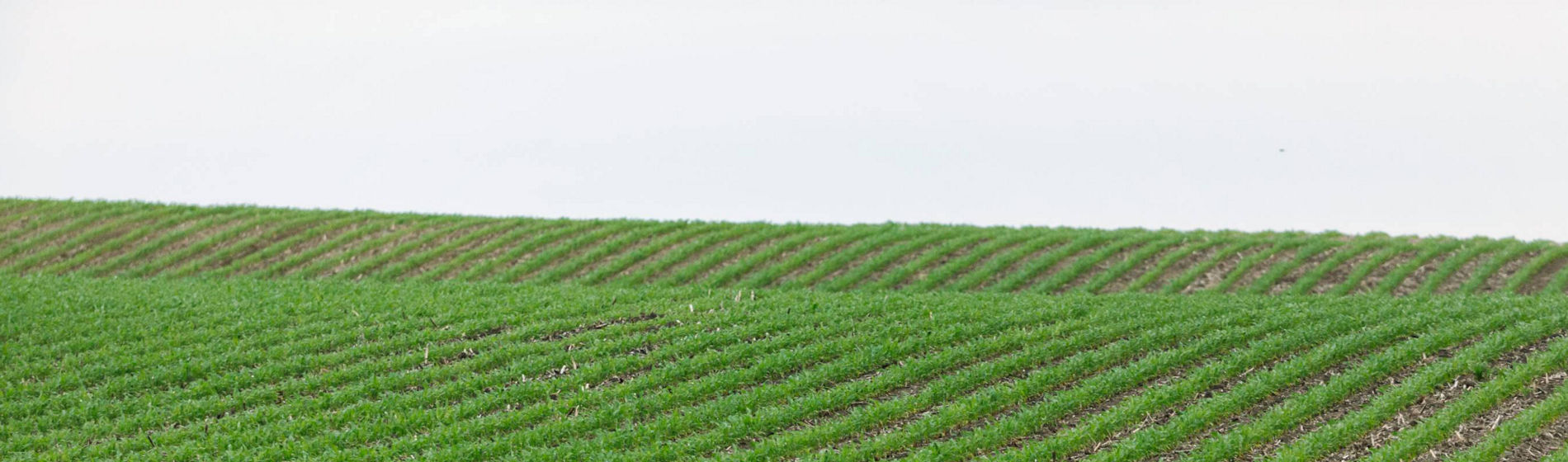 Résistance à la verse des maïs ensilage : découvrez les tests effectués au champ