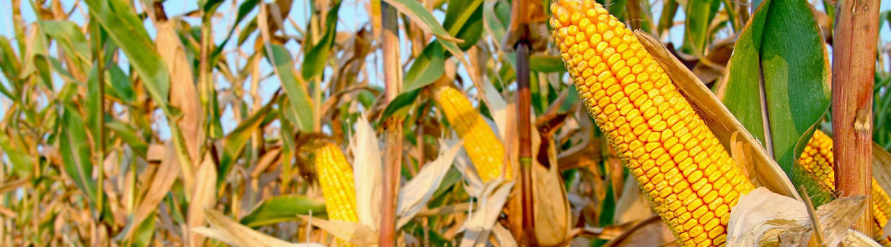 Résultats essais maïs