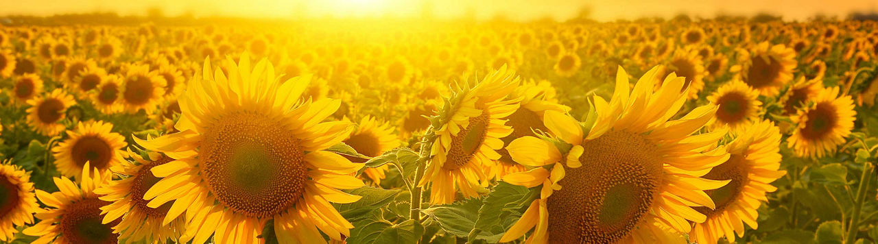 Résultats essais tournesol