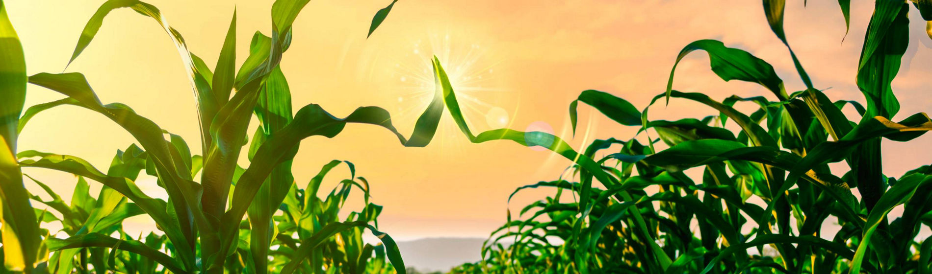 Revivez le « Virage Pioneer » en vidéo !