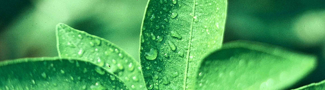 Romain, chef marché biostimulant chez Corteva : entre innovation, technique et stratégie
