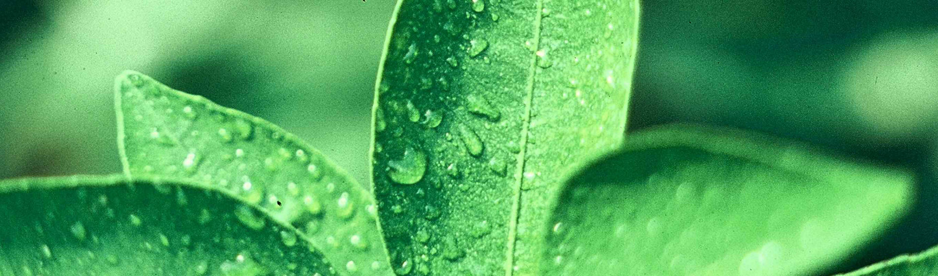 Romain, chef marché biostimulant chez Corteva : entre innovation, technique et stratégie