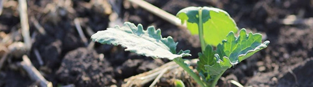 Réussir son colza : quelle stratégie cet automne ?