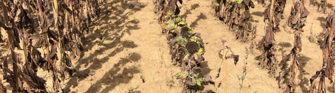 Comment sécuriser l’implantation des tournesols quand la pression mildiou est forte ?