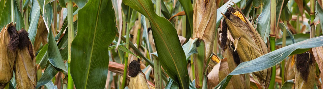 Sem'Expert DRY, cultiver du maïs différemment pour valoriser les parcelles à potentiel limité