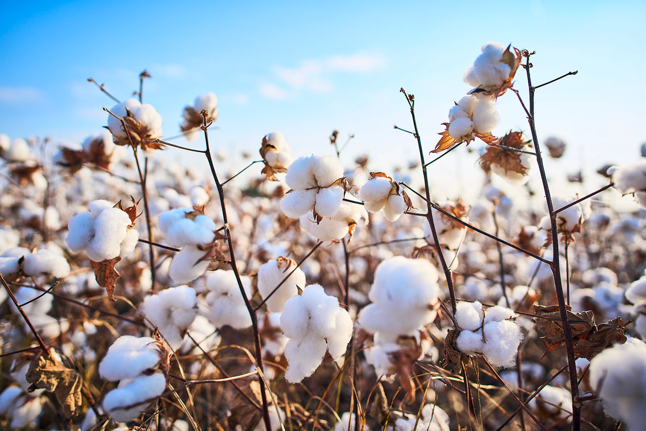 cotton in field