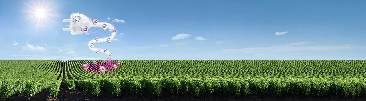 Complément de fertilisation : avec l’offre Corteva, c’est Satisfait ou Renouvelé !