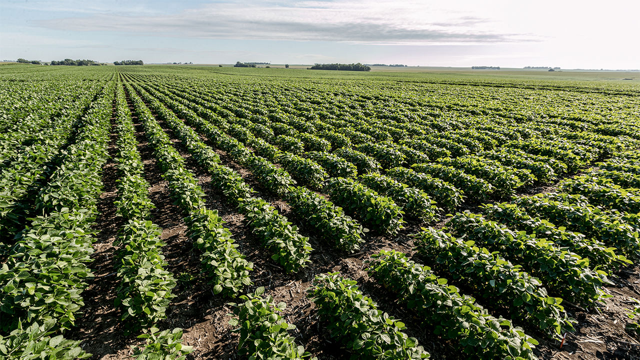 lush green soybean rows stretch across farmland