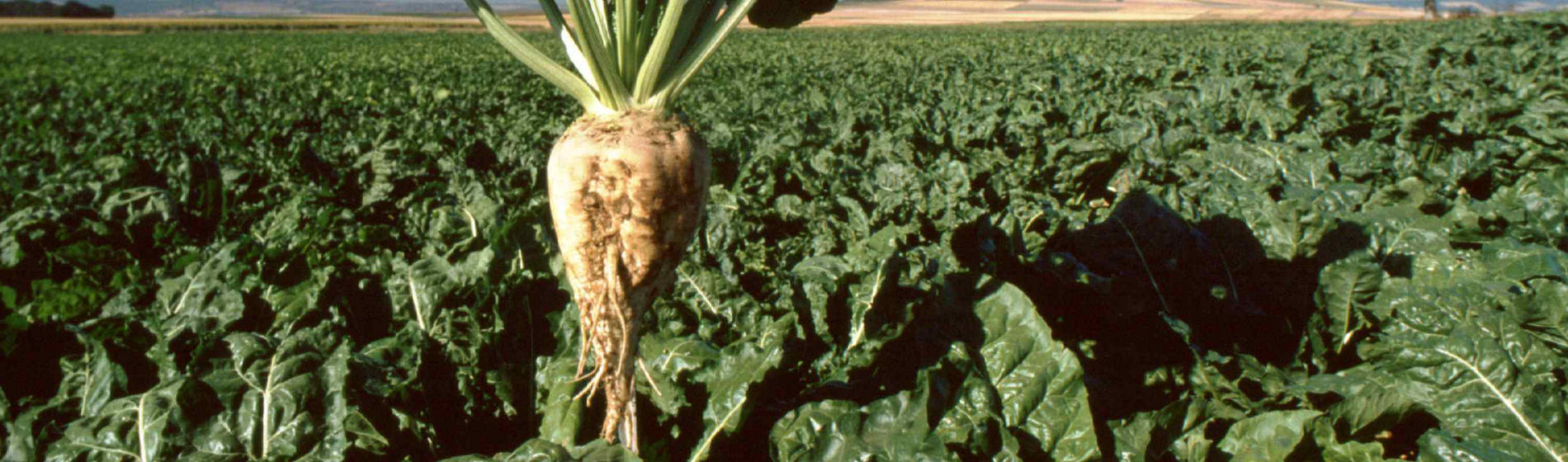 Sugar Mover : donnez un coup de boost à la betterave avec la nutrition végétale nouvelle génération