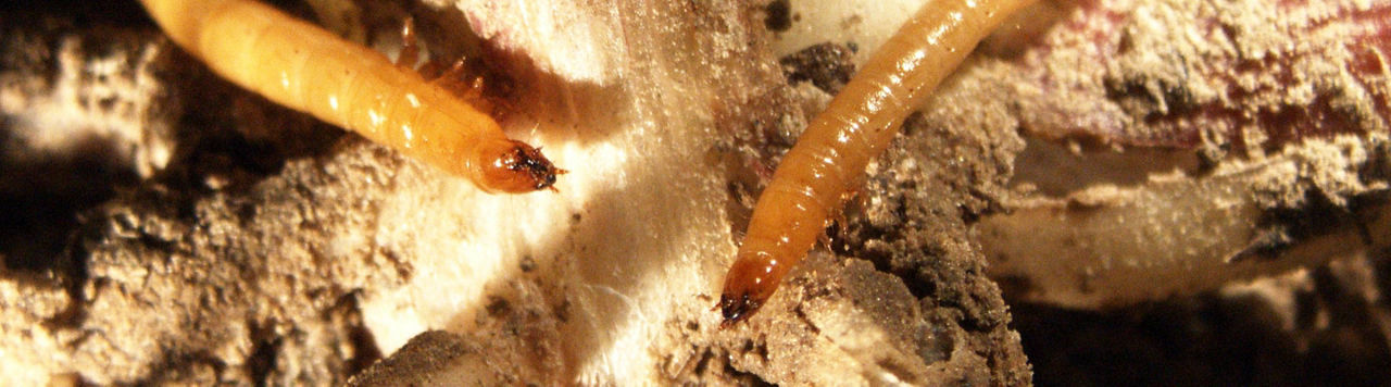 Belem®/Daxol® : une protection rentable, simple et renforcée par les services Corteva