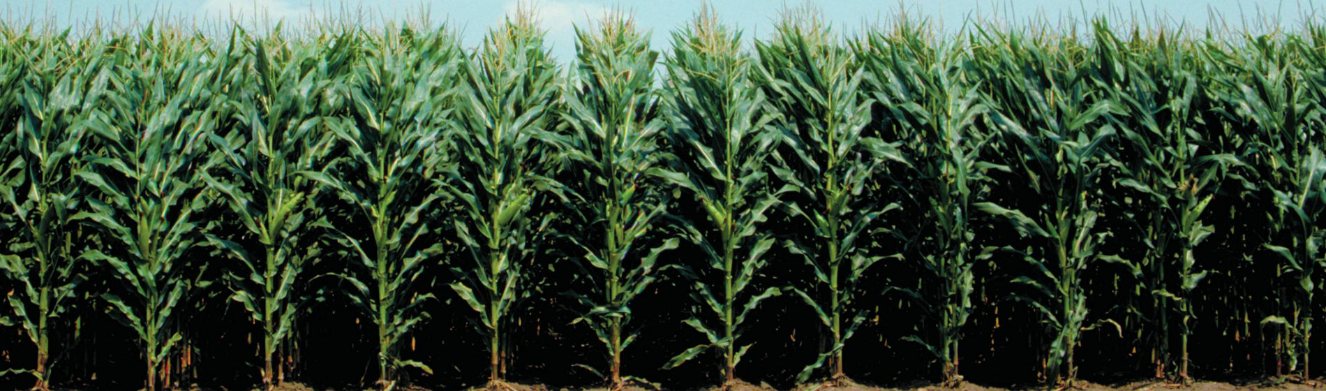 Le Tour de France de Damien : les hybrides résistants au intempéries