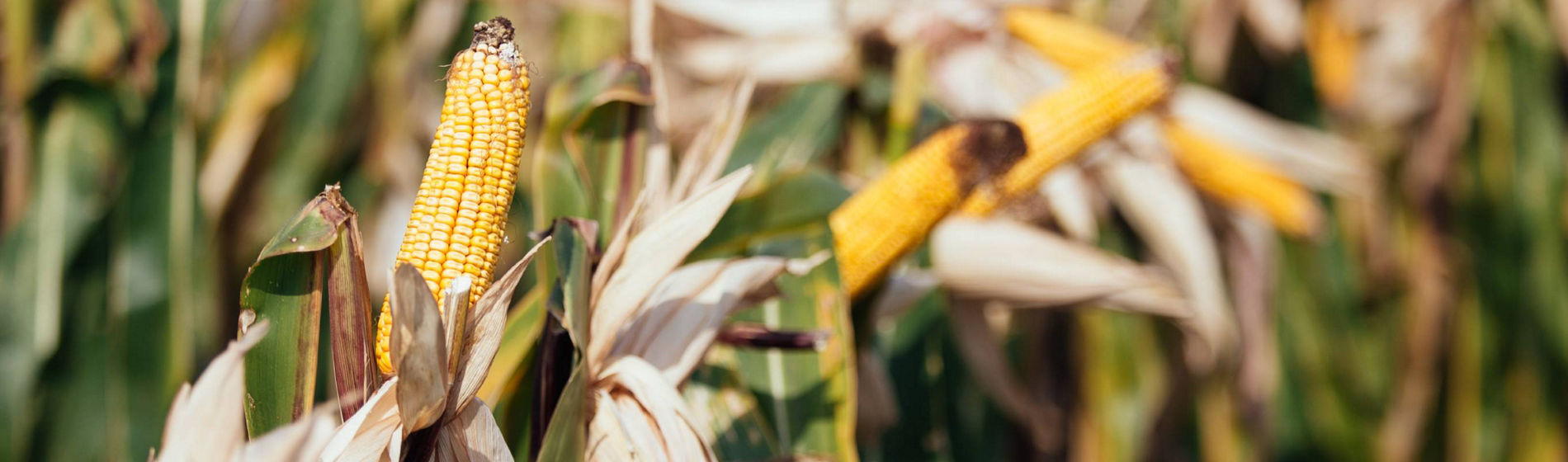 Le Tour de France de Damien : les maïs en sec