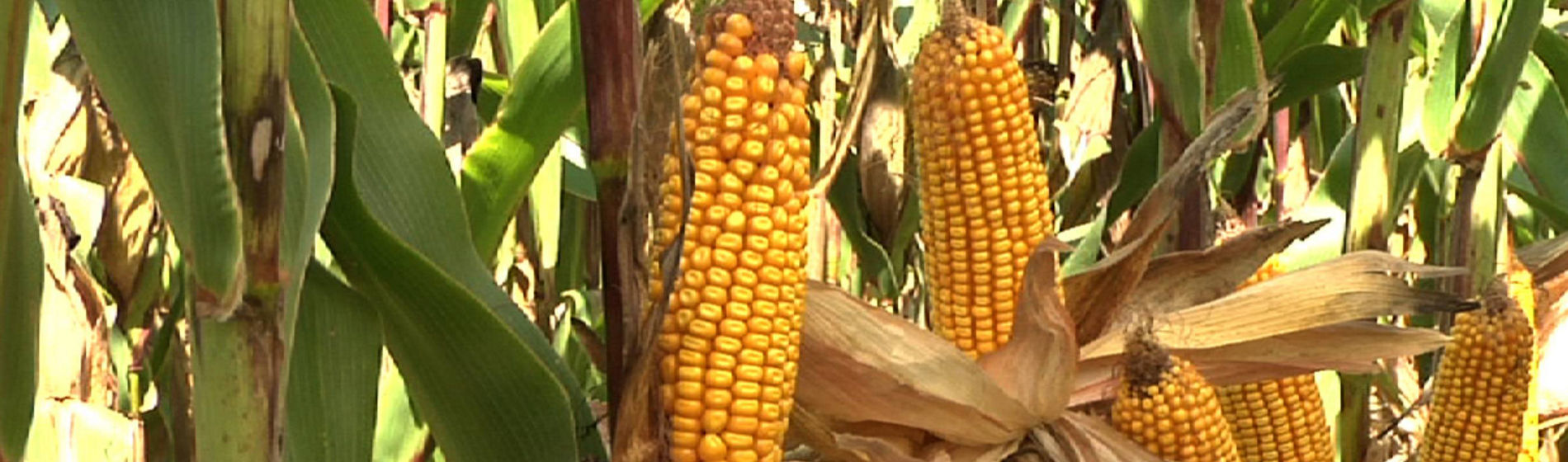 Le Tour de France de Damien : la sélection des variétés AQUAmax