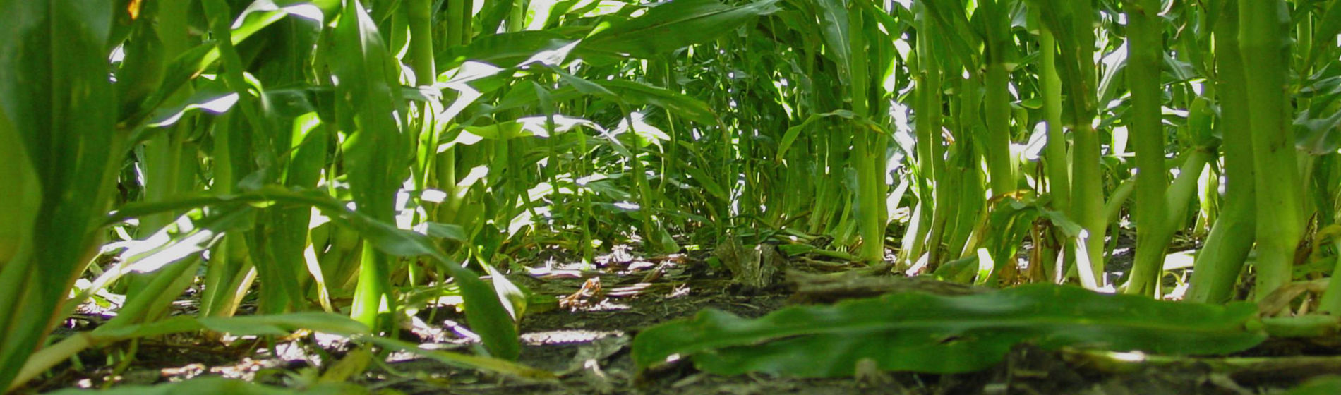 Le Tour de France de Damien : la réponse à la densité