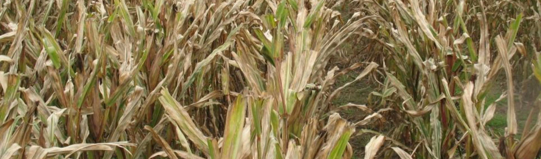 Le Tour de France de Damien : l’impact de la grêle et du gel sur les hybrides