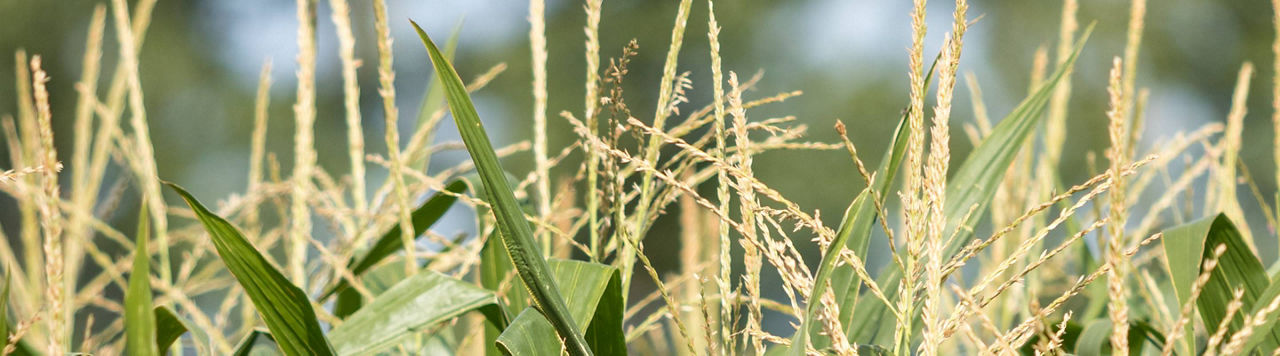 Maïs AQUAmax : chaque goutte d’eau compte !
