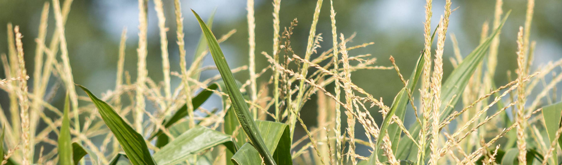 Le Tour de France de Damien : la sélection des hybrides précoces et demi-précoces