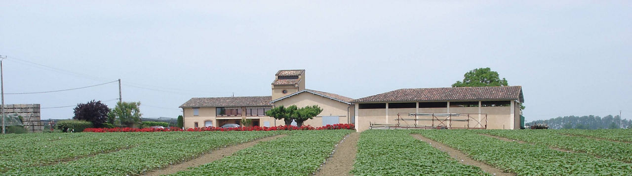 Le tournesol chez Pioneer ? Une histoire de plus de 40 ans