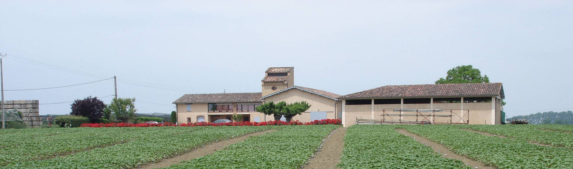Le tournesol chez Pioneer ? Une histoire de plus de 40 ans