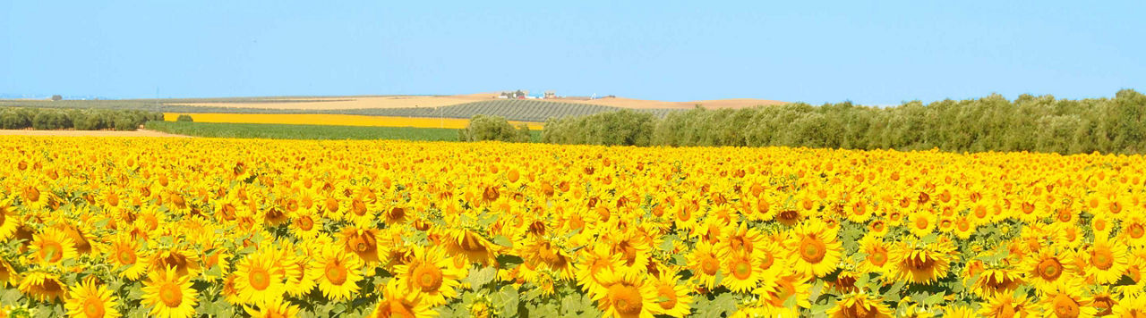 Connaissez-vous tous les atouts du tournesol ?