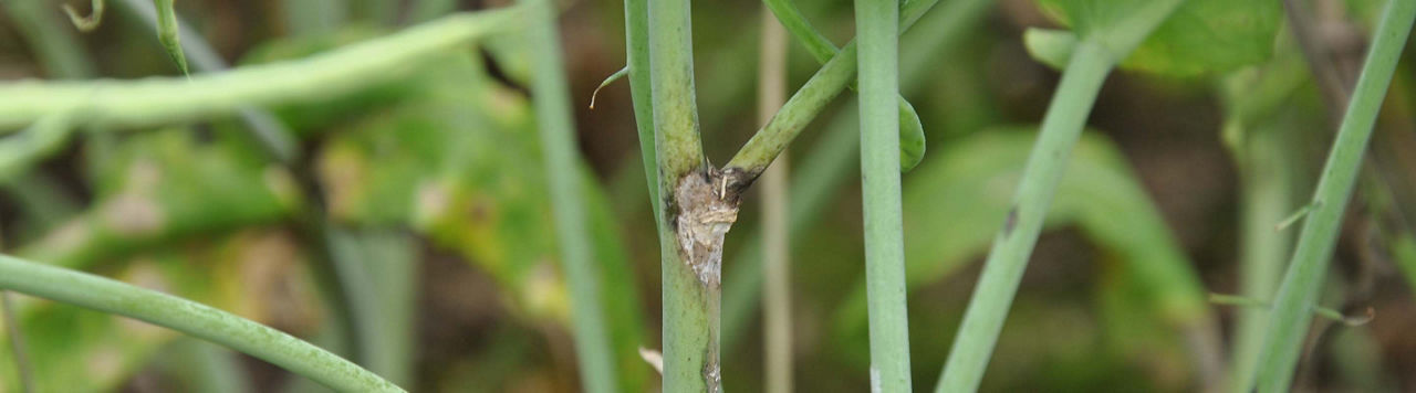 Tout ce que vous devez savoir sur l’innovation Brevant Protector Sclérotinia !