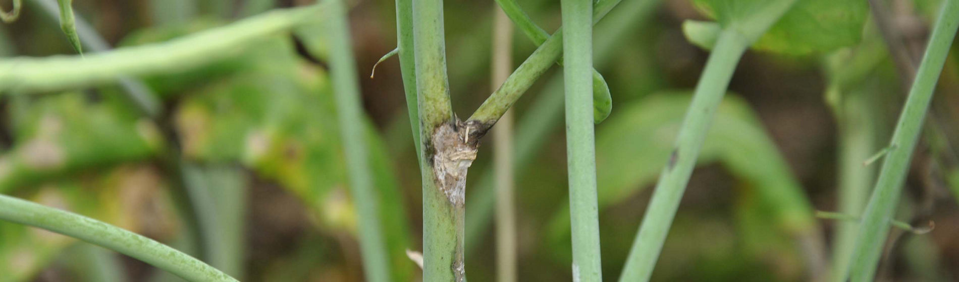 Tout ce que vous devez savoir sur l’innovation Brevant Protector Sclérotinia !