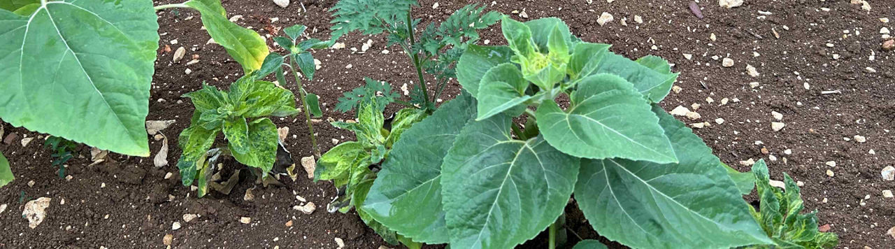 Tout ce qu’il faut savoir sur le mildiou !