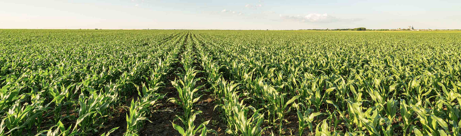 Tout ce que je dois savoir sur les maïs m3