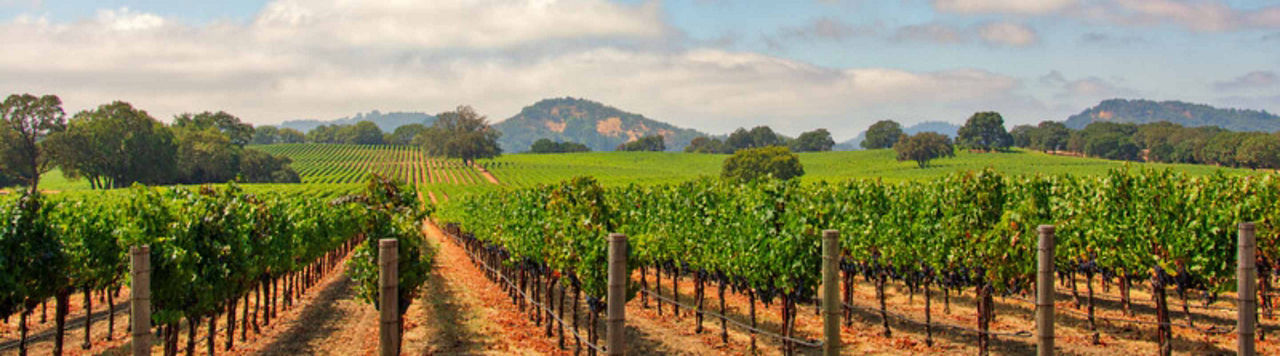 Désherbage de la vigne : bien positionner Boa™ + Cent-7™ contre l’érigéron