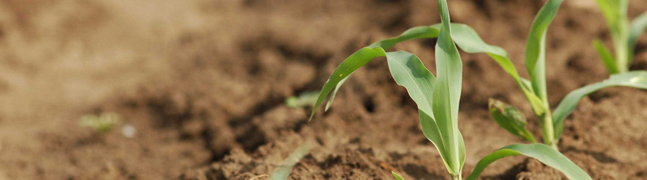 Le traitement de semences de maïs dans le podcast Tôt le matin