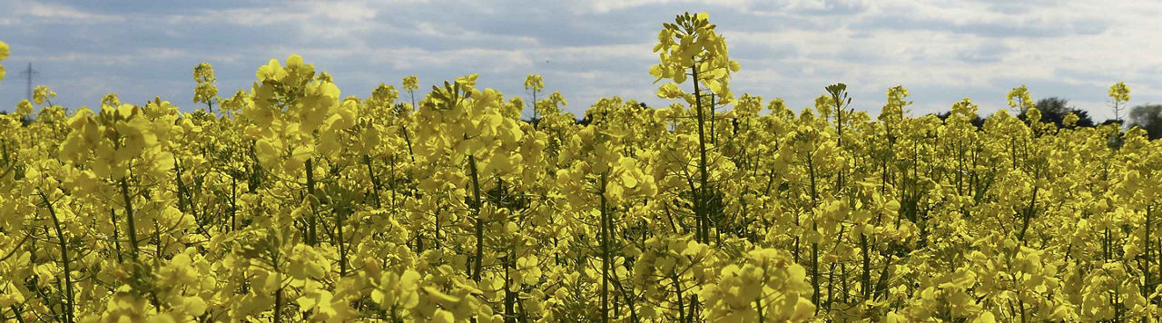 Un couvert végétal oui, mais lequel ?