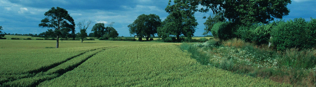 Qu’apporte le biostimulant Utrisha® N au blé ?