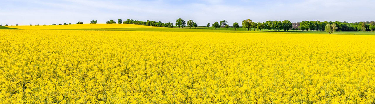 Quel gain de biomasse en colza avec Utrisha® N ?