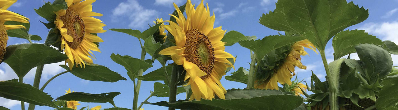 Utrisha® N confirme ses performances sur maïs et tournesol