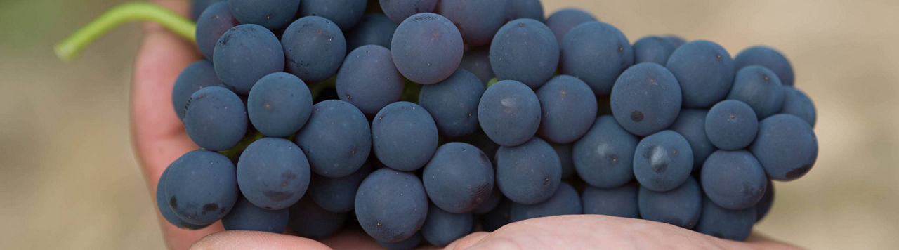 Vendange 2024, une nette baisse à 37 millions d’hectolitres