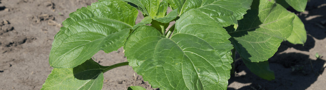 Viballa, la solution de post-levée pour désherber toutes les variétés de tournesol