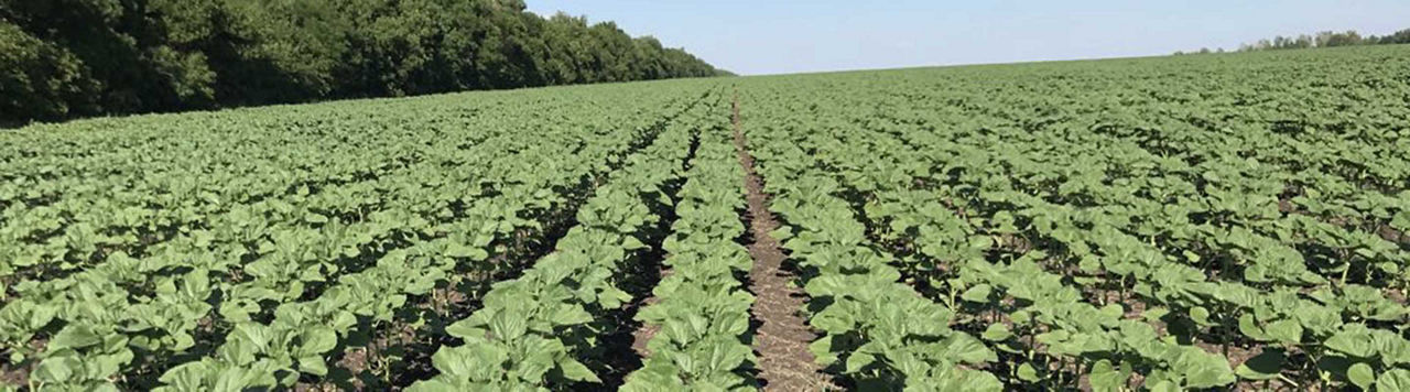 Avec Viballa, les dicotylédones n’ont qu’à bien se tenir